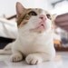 The Buttered Cat Vintage