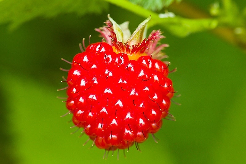 Salmonberry Bush 1 Bare Root Plant Rubus spectabilis