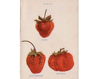 1905 STRAWBERRY LITHOGRAPH - original antique fruit print - strawberries pl 7