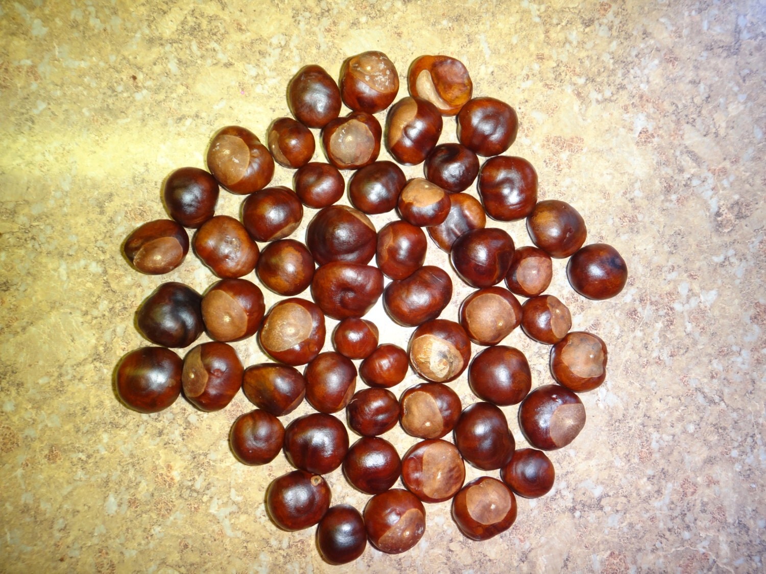 1 pound approximately 5060 Ohio Buckeye nuts. Dried and