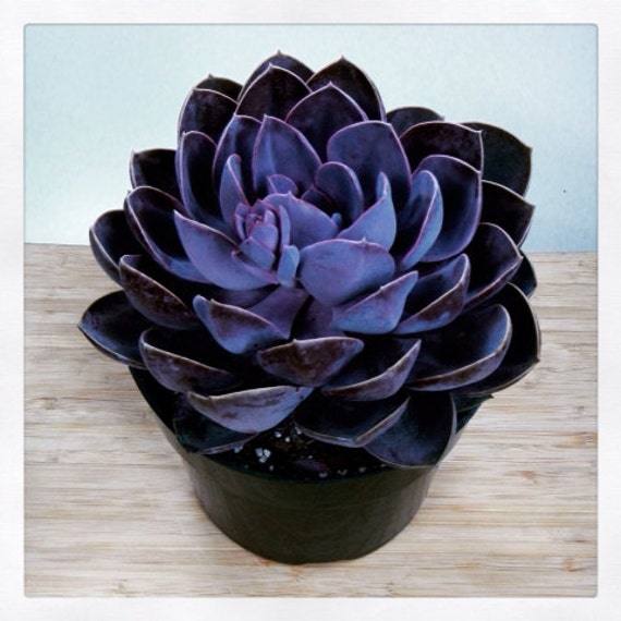 Purple Succulent Plant Healthy 6 Echeveria Duchess by ...