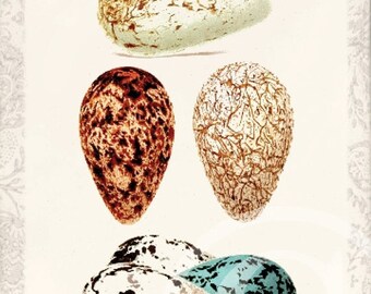 ON SALE Antique Bird Egg - Art Collage Print - Home Decor - Bird Eggs A - 1