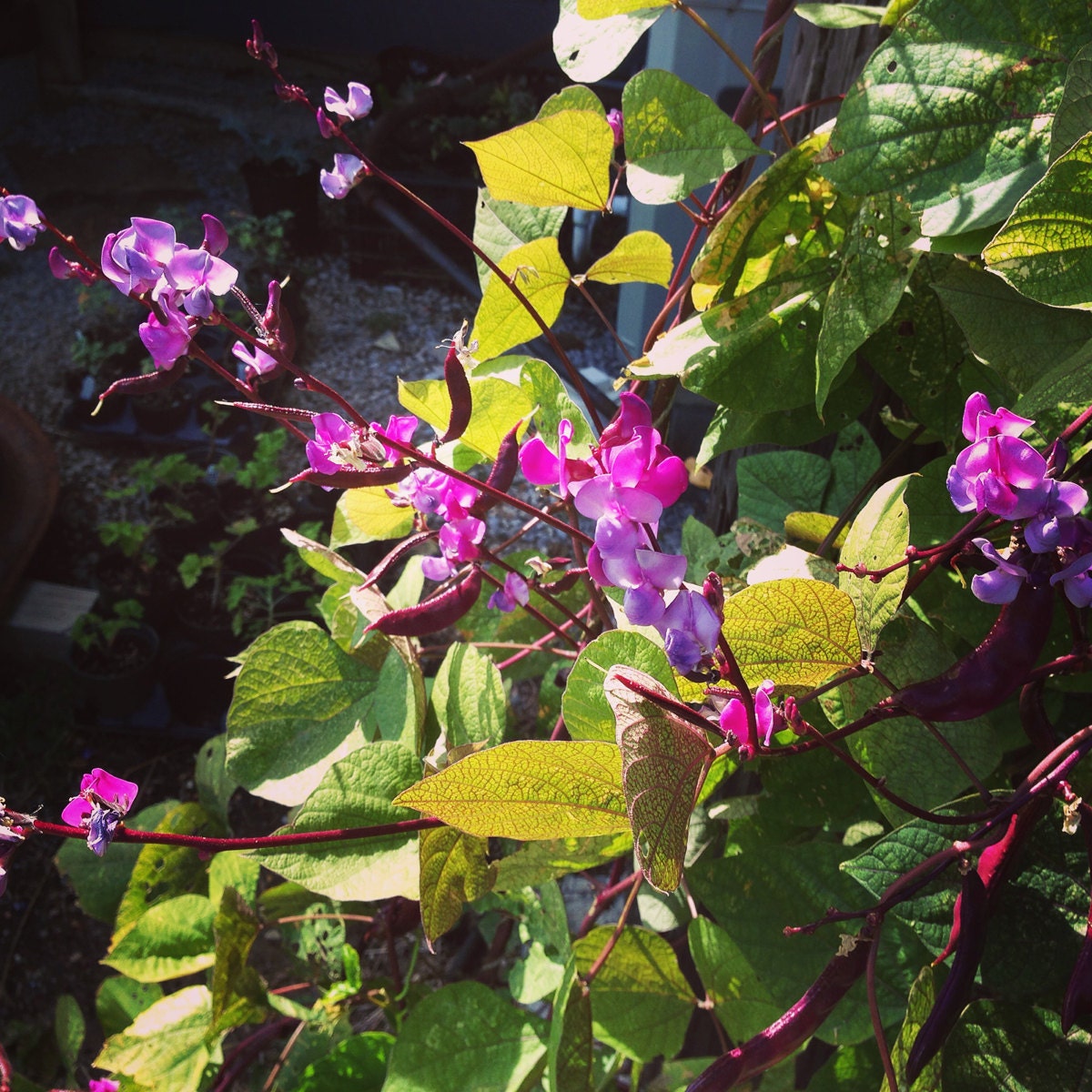 Hyacinth Bean Vine Purple Hyacinth Bean Seeds 15 Lablab