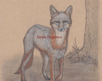 Grey Fox