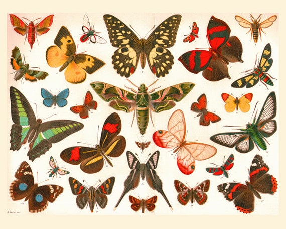 INSTANT DOWNLOAD Antique BUTTERFLIES Natural Science Butterfly
Vintage Butterfly Chart