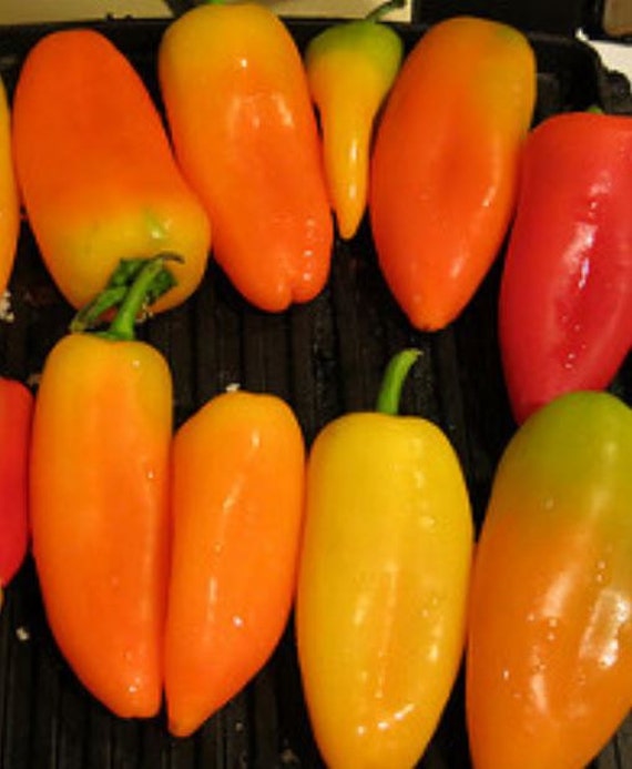 Lively Italian Sweet Orange Peppers Heirloom 10 seed