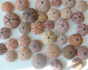 30pcs red-black sea urchins, Summer collection.