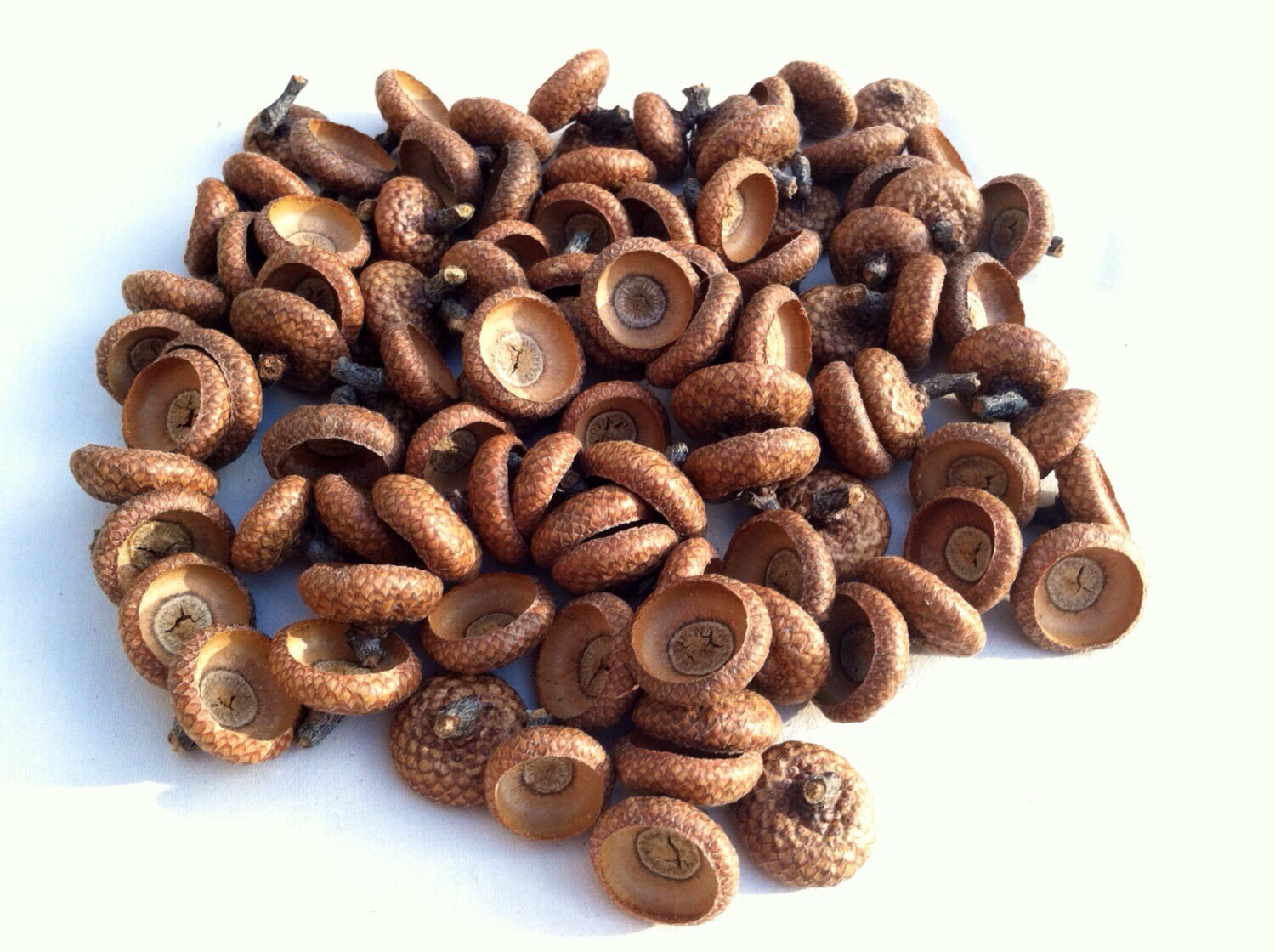 100 Natural Acorn Caps