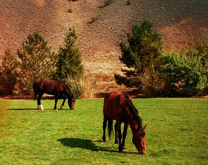 WILD HORSE Photo Cards featuring Wild Mustang Horses of northwestern Nevada created by Pam of Pam's Fab Photos