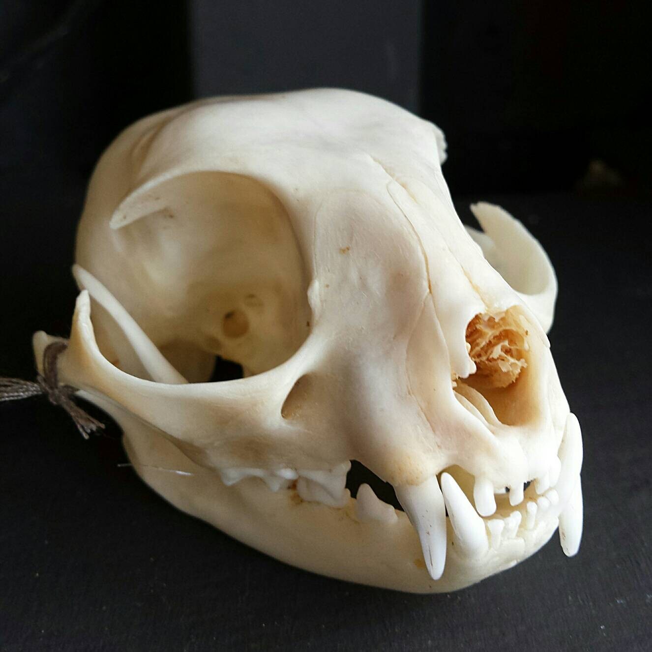 Cat skull. Череп кошки. Кости черепа кошки. Череп кошки анатомия.