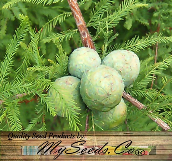 SOUTHERN Bald Cypress Taxodium distichum Southern Tree