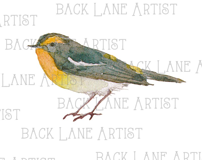 Bird Watercolor Clipart Illustration Instant Download PNG JPG