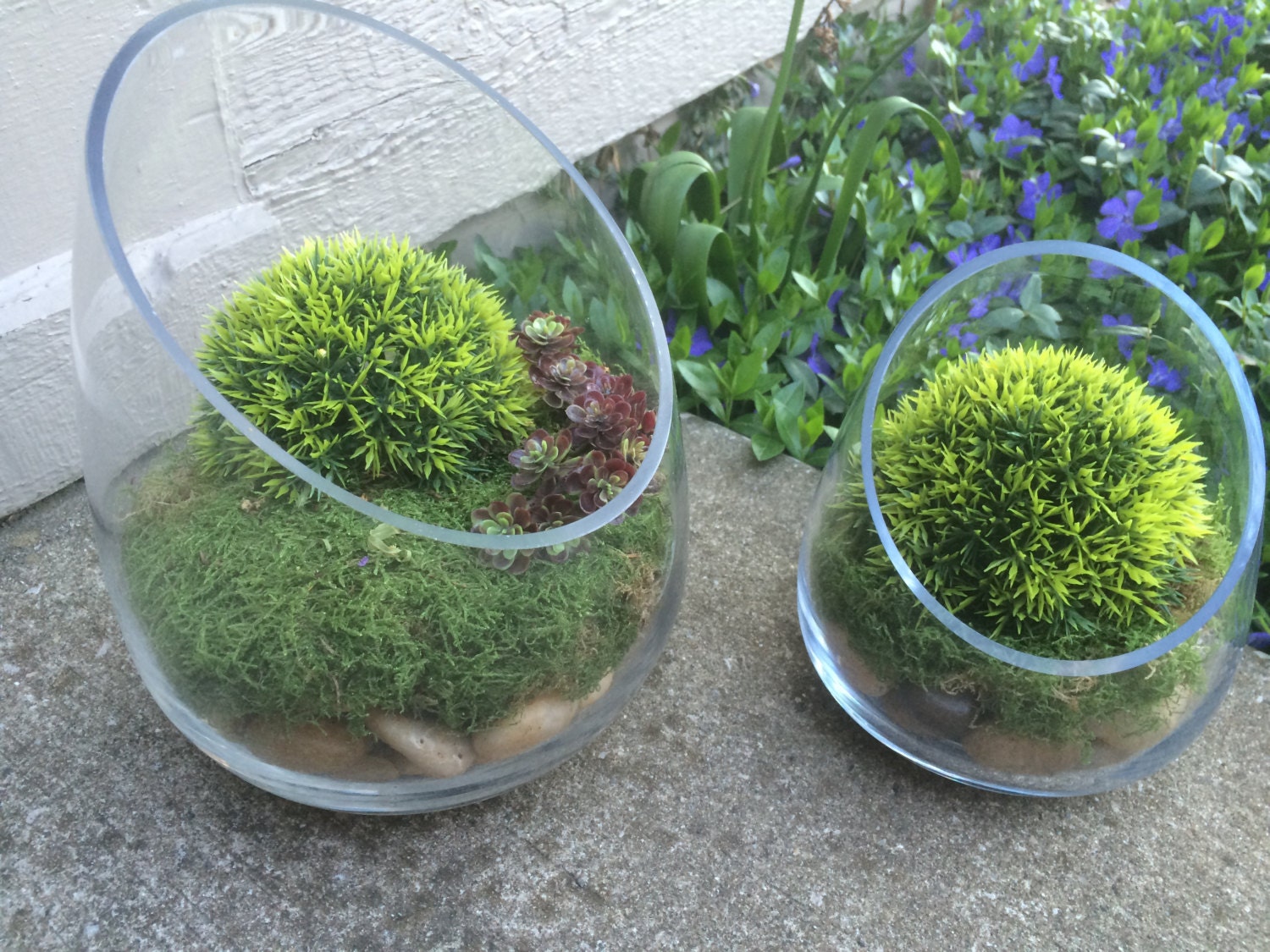 Large Glass Terrarium Slanted Glass Container Assembled