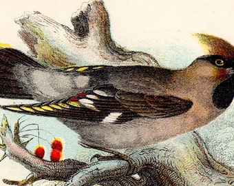 1896 Rare ANTIQUE BIRD PRINT "Waxwing" Chromolithograph