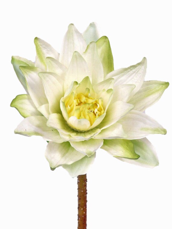 Last set of 5 Artificial Water Lilies Natural Color Water Lilies