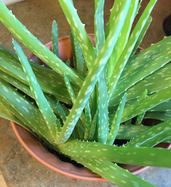 Aloe Plant with Soil