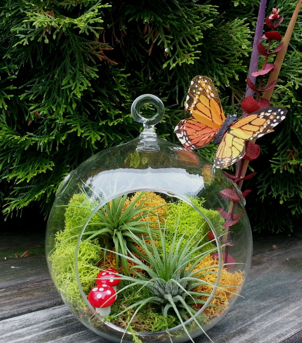 Butterfly Terrarium Air Plant Kit Large Hanging by LaurasLites