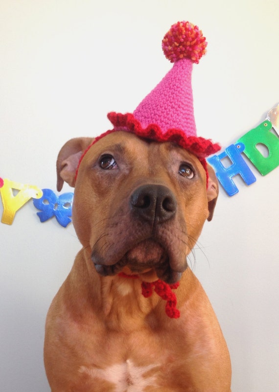 Dog Birthday Hat Party Hat for Dogs Gotcha Day Hat