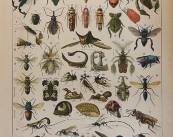 Unique antique insect print related items | Etsy