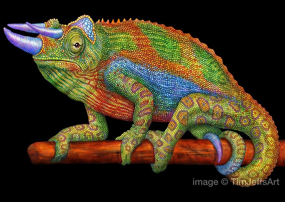 Jackson's Chameleon Colored Pencil Drawing