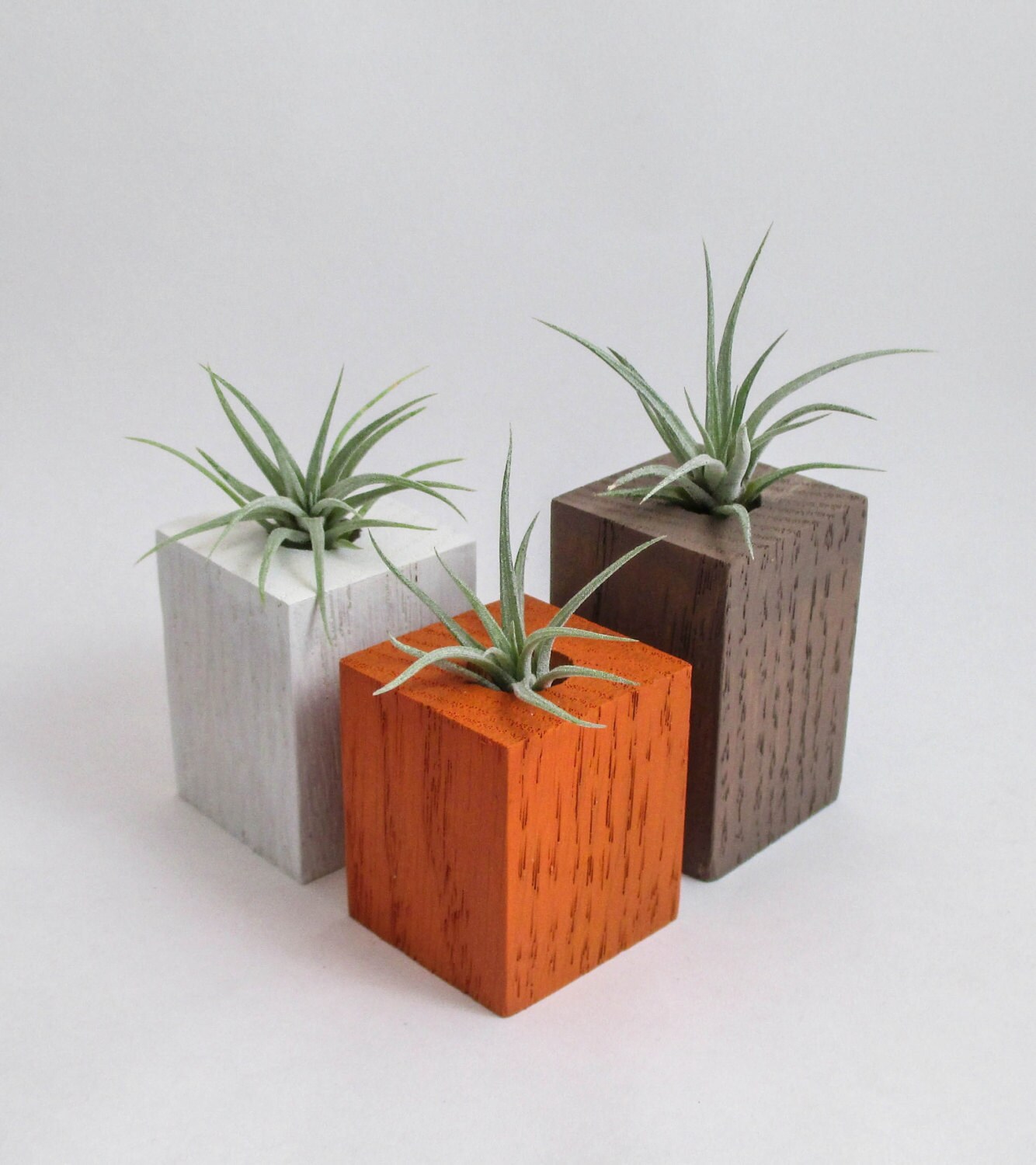 Wood Air Plant Holders 3 Air Plants Air Plant Terrariums