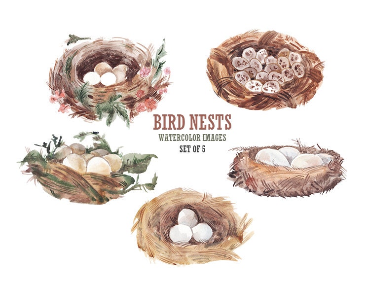 clipart birds nest eggs - photo #35