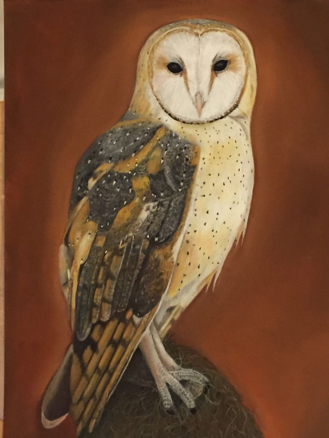 Pictures Of Barn Owls Printable