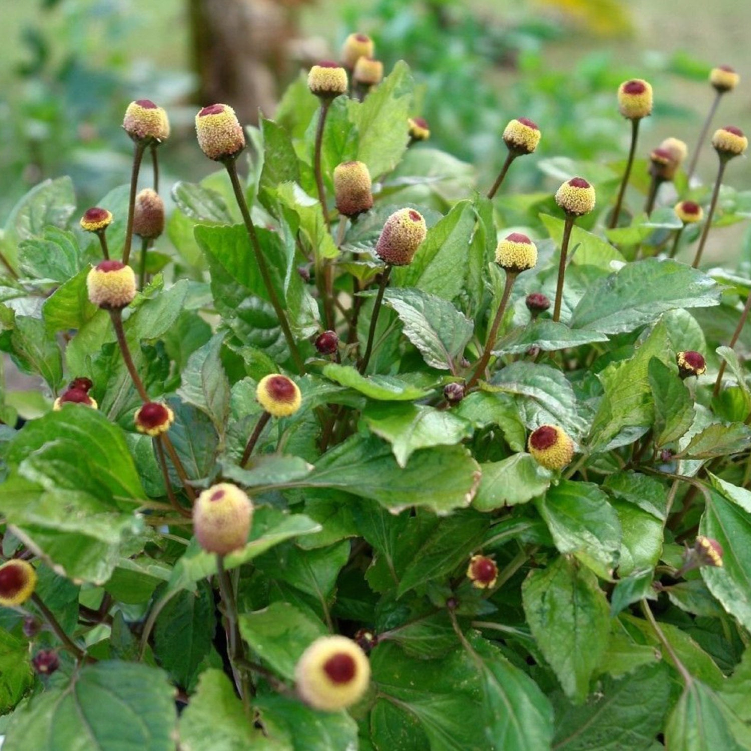 Toothache plant Spilanthes acmella 50 Rare Medicinal Herb