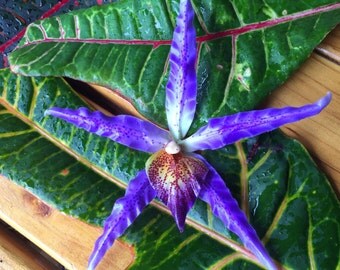 New! Large purple Latex coated silk cymbidium orchid. Bendable, pliable ear or hair pick. Approximately 5 inches across.