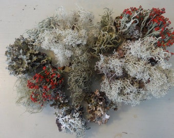 Mini Mix, Lichen and Moss