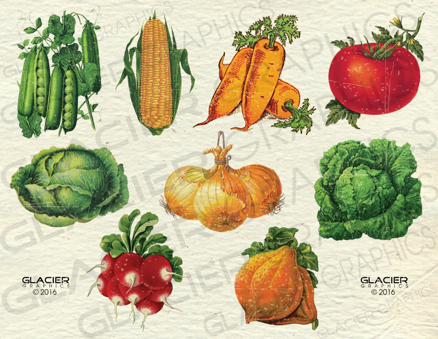 Vintage Vegetable 3