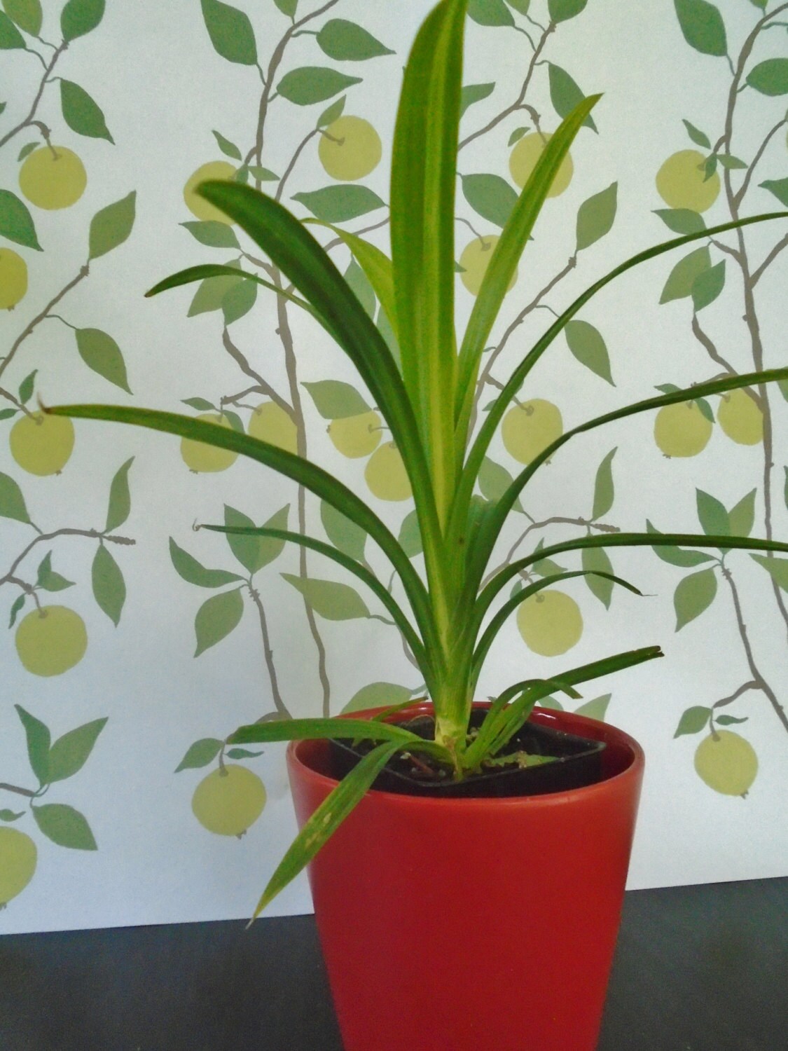 Free Shipping Pandan Plant Pandanus by SheilasTropicals on Etsy