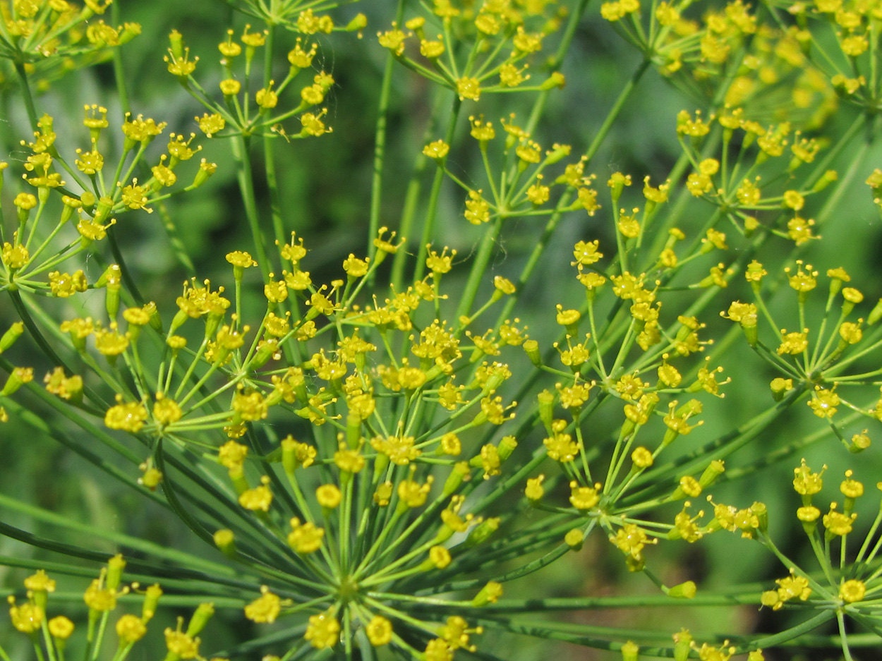 Dill Bouquet 100 thru 38000 seeds herb heirloom bulk