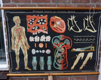 Vintage Pull Down Chart W8 Blood Circulation School Chart Lithograph