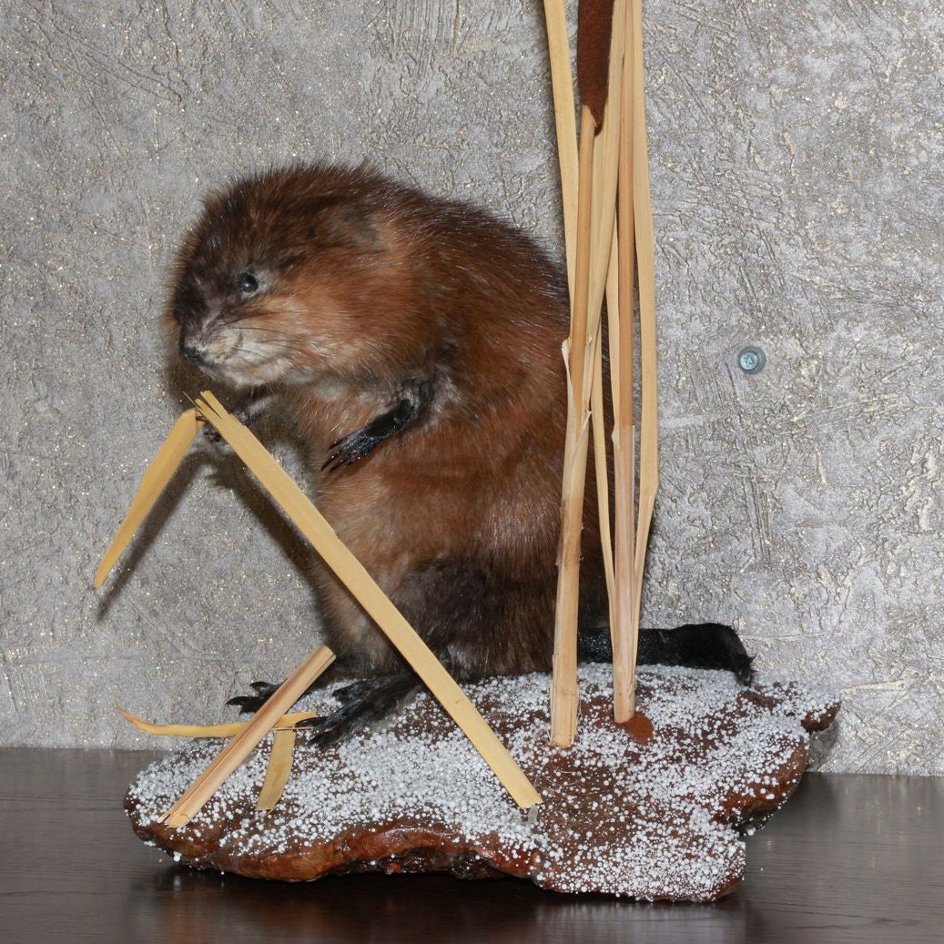 tails taxidermy beaver dam