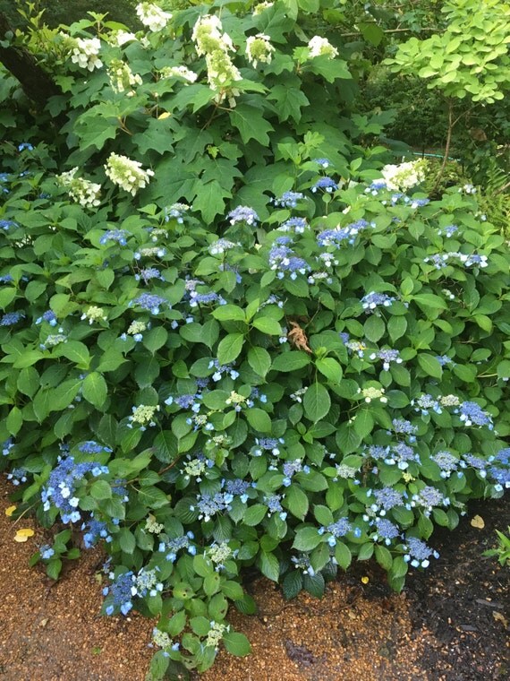 Hydrangea serrata 'Blue Billow'