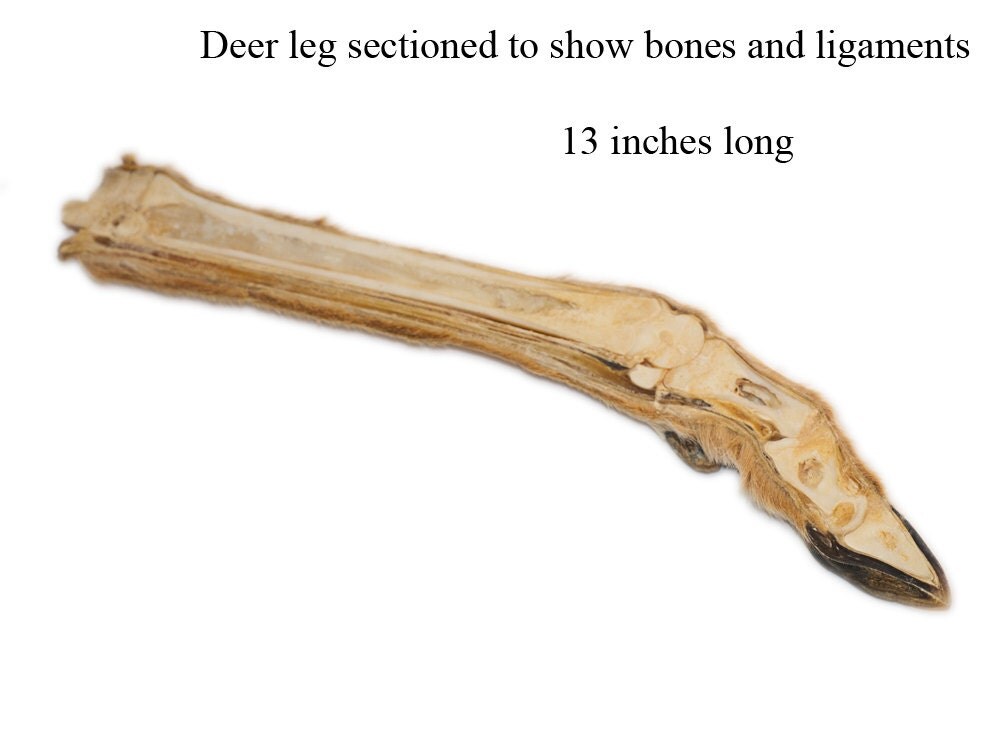 Anatomical Specimen Deer Leg showing sectioned bones and