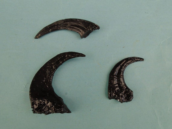 real raptor claw fossil for sale