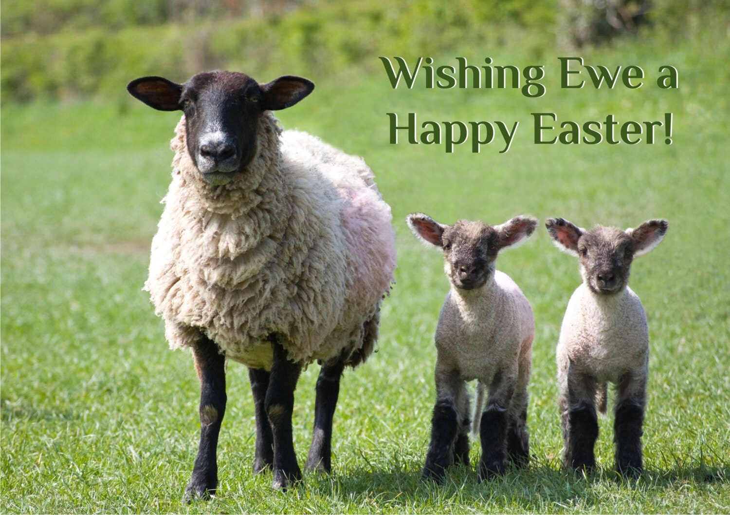 Happy Easter card ewe sheep funny easter card sheep