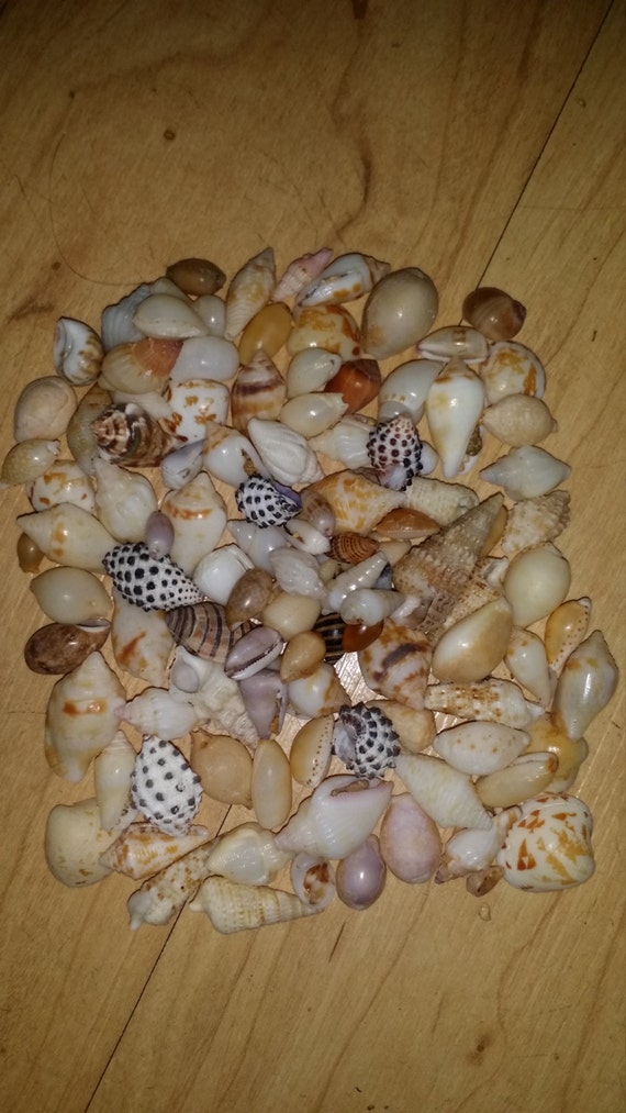 Hawaiian Seashells