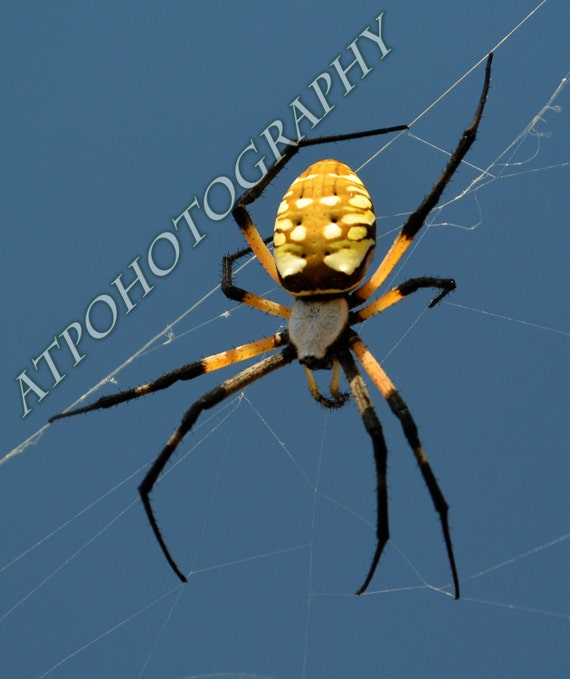 Orb Weaver Spider Photo // Kansas Orb Weaver Spider Image