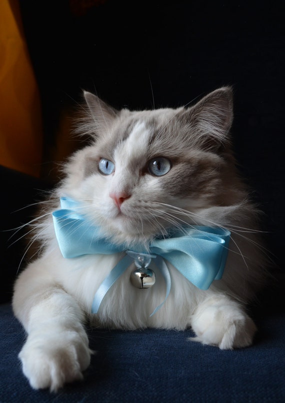 Fancy bow tie for large cats satin bow tie for cats slide