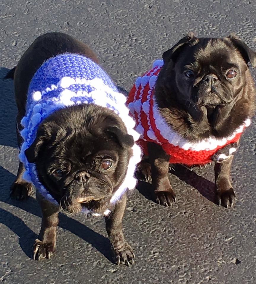 Custom Dog Sweater Vest Size M or M Made to Order for you