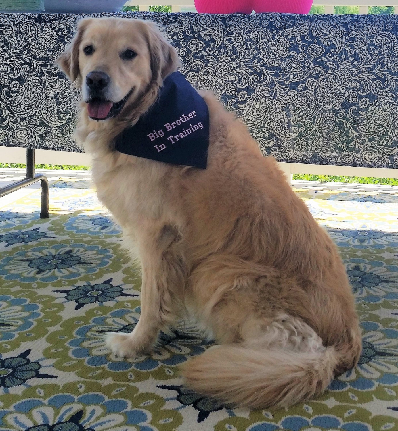 Big BROTHER In Training Dog Bandana TIE Style Sizes S to XL