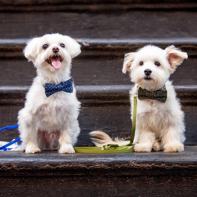 Handmade Dog Bowties Flower Collars & Leashes. by SillyBuddy