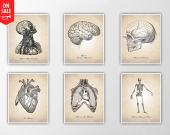 Anatomy Art Print Set 6 Medical Wall Art Anatomical Poster