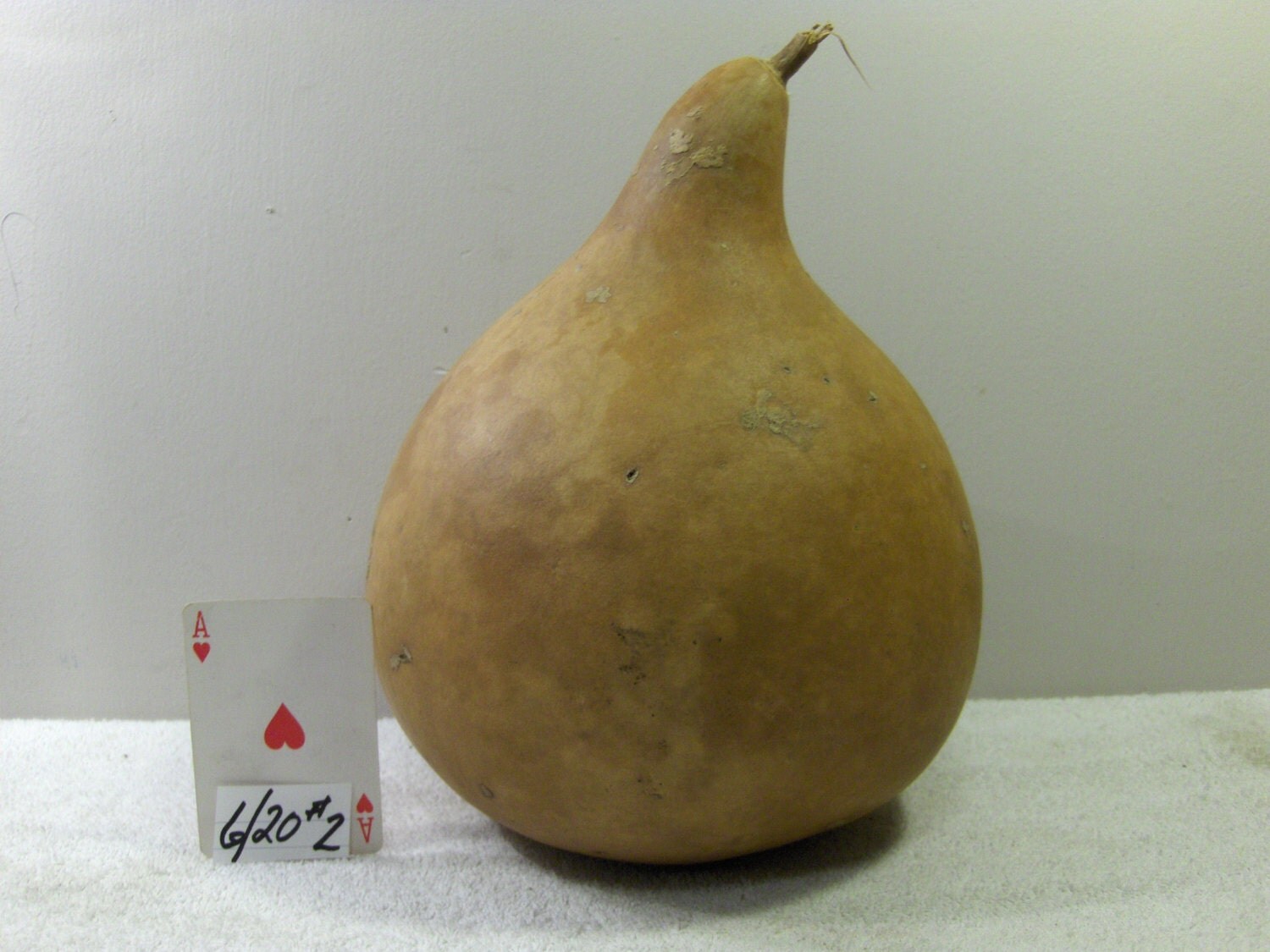 MARTIN Gourd 26 Around Dried Gourd Hard Shell for