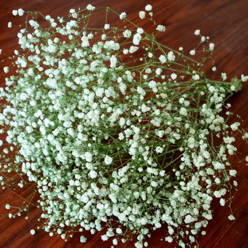 Real Babys Breath Dried flowers bouquet 50-60cm Babysbreath