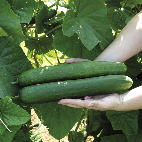 Early Spring Burpless Cucumber SeedsA good choice for the