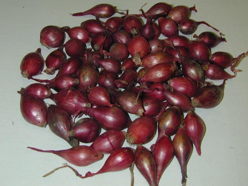 Shallot SetRED perennial No Gmo Heirloom Bulb Plant spring